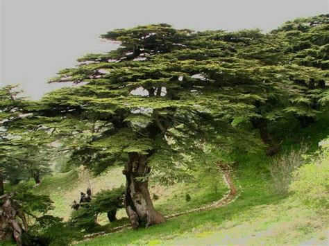 Cedars of God | Municipality of Bcharri Official Site | الموقع الرسمي لبلدية بشري