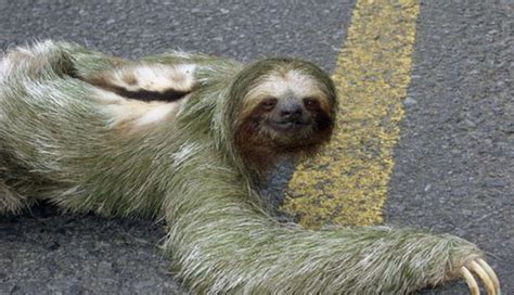 8 Awesome Things You Didn’t Know About Sloths - The Dodo