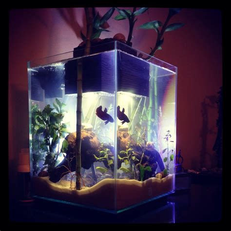 Fluval chi | Betta aquarium, Betta fish tank, Fish tank