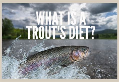 Diet of a Trout Fish | Fly Fish + Camp