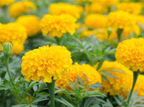 Tips & Information about Marigold - Gardening Know How