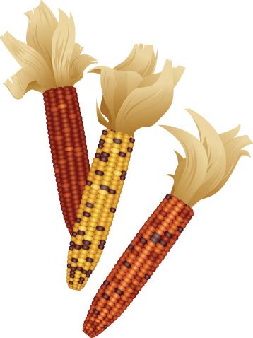 Indian Corn Clip Art - ClipArt Best