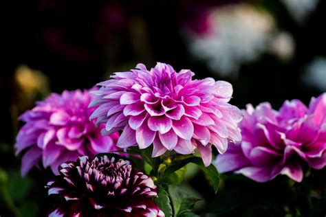 Free Images : beautiful flowers, blooming, blurred background, bright ...