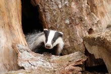 Badgers Free Stock Photo - Public Domain Pictures
