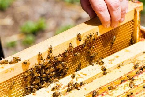 How to Start Beekeeping - 10 Considerations l EP# 98