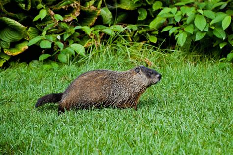 Best Groundhog Repellent Review 2020 - Consumer Guides