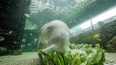 You can now pay to feed dugongs at Sea Life Sydney Aquarium