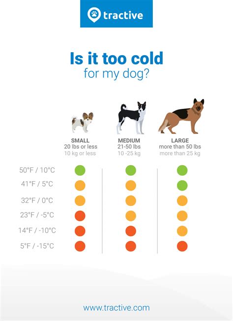 Dogs and cold weather: Beware of this! | Tractive