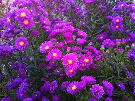 Fotos gratis : flor, púrpura, aster, Asters, planta floreciendo, Familia de la margarita, Planta ...