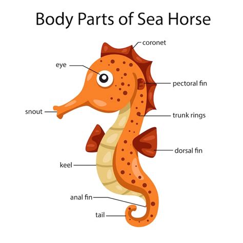 Premium Vector | Illustrator of body parts of sea horse