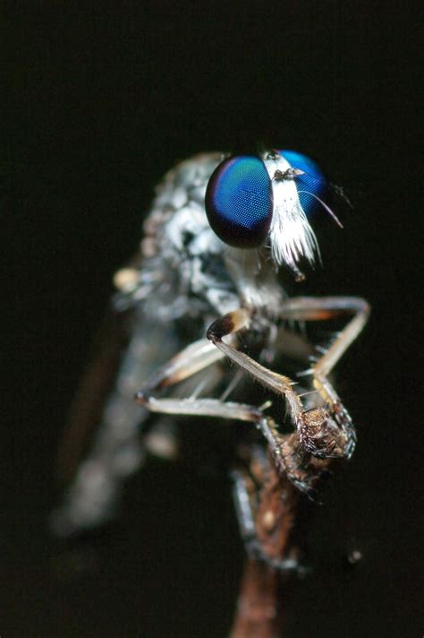 Free Images : wing, light, flower, insect, invertebrate, close up, flick, battle, tail, macro ...