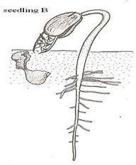 Seed Germination Types and the Role of Oxygen