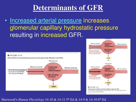 PPT - Determinants of GFR PowerPoint Presentation, free download - ID:3596503