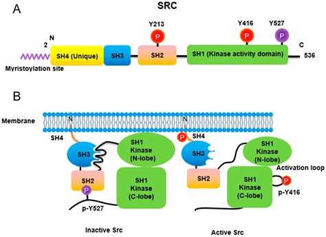 Src Non-Receptor Tyrosine Kinase | Encyclopedia MDPI