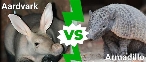 Aardvark Vs Armadillo: What Are The Differences? - IMP WORLD