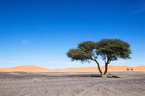 Plants That Grow In The Sahara Desert - WorldAtlas