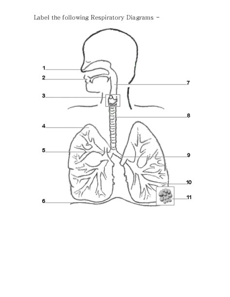 Respiratory System Diagram Labeled Blank