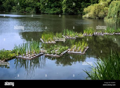 Floating artificial islands with vegetation in pond for fish to spawn ...