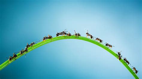 Nature's Creepiest Metaphor: the Ant Death Spiral | Mental Floss