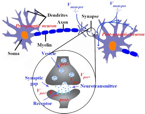 A synaptic junction that connecting a pre-synaptic and a post-synaptic... | Download Scientific ...