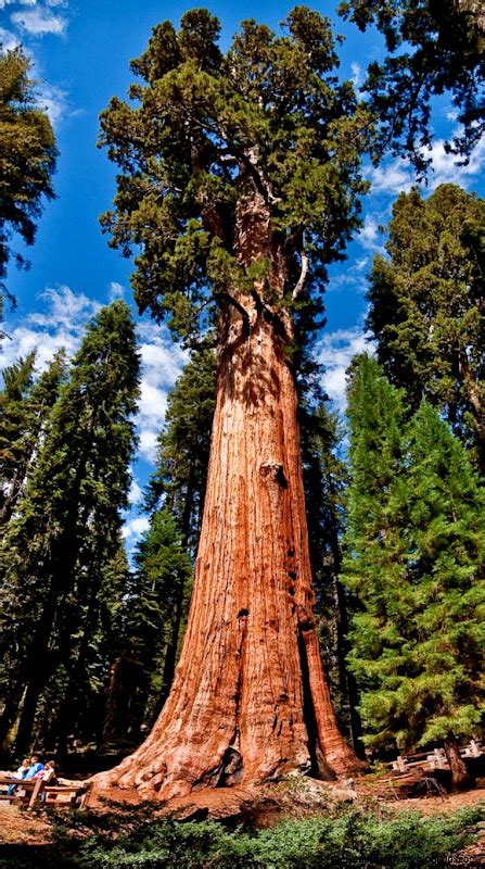 General Sherman Tree Sequoia | Wallpapers Gallery