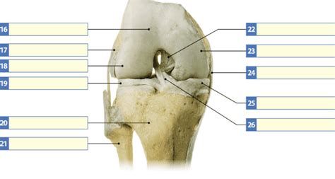 knee joint (hinge joint) Diagram | Quizlet