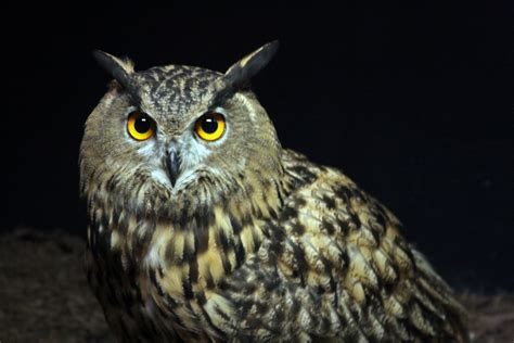 Eurasian Eagle Owl - Cincinnati Zoo & Botanical Garden®