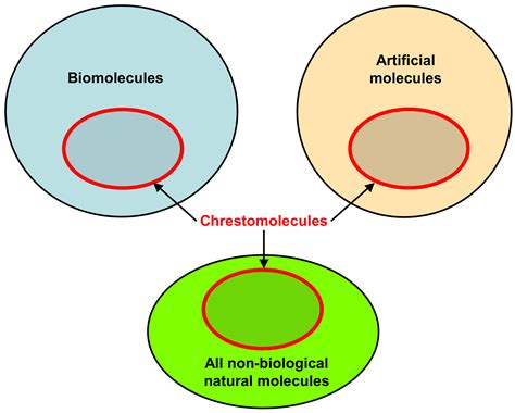 Male Reproductive System Diagram Labeled - ClipArt Best