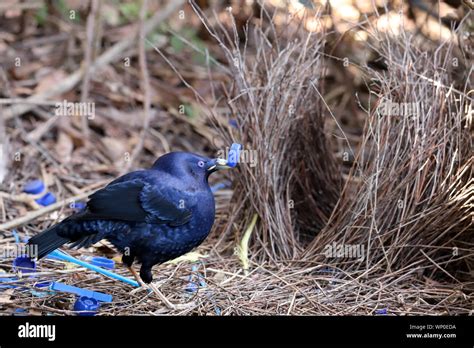 Satin Bowerbird in courtship display by it's Bower Stock Photo - Alamy