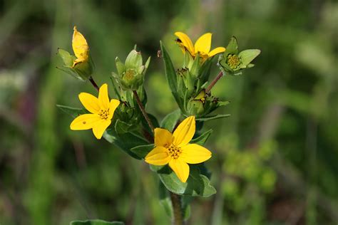 Texas Yellow Star Wildflowers 3 Free Stock Photo - Public Domain Pictures