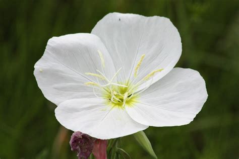 White Evening Primrose Wildflower Free Stock Photo - Public Domain Pictures