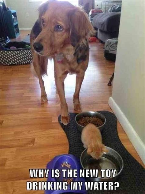 13 Confused Dog Photos And Memes That Will Leave You Laughing | Cute animals, Funny animal ...