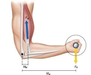 Moment Arms in Exercise: A Brief Introduction to the Physics of Movement