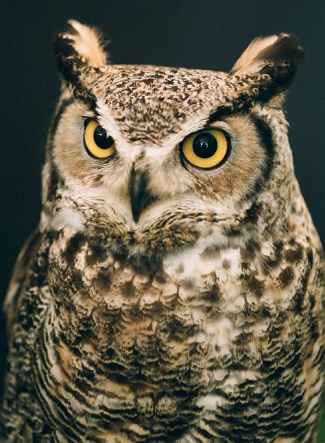 Great Horned Owl - Pentax User Photo Gallery