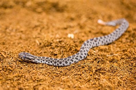 Baby Rattlesnakes at Chicago Zoo - Animal Fact Guide