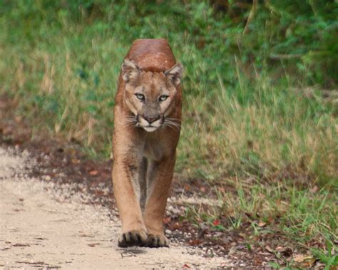 Florida Panthers are Said to Roam North Florida - UF/IFAS Extension Wakulla County