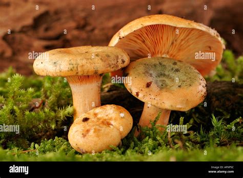 Lactarius deliciosus in september Stock Photo - Alamy