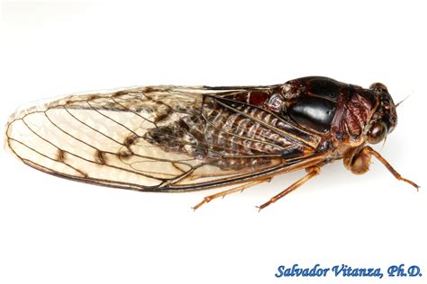 Hemiptera-Auchenorrhyncha-Cicadidae-Diceroprocta swalei-Scrub Cicadas ...