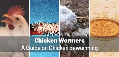 6 Best Chicken Wormers: Chicken Worm Types & Treatment Guide