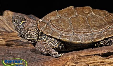 Mississippi Map Turtle Care – Map Of The World