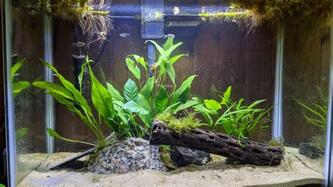 10 gallon aquarium : r/PlantedTank