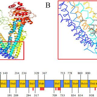 Protein 3D structure was modeled using I-TASSER online server.: (A ...