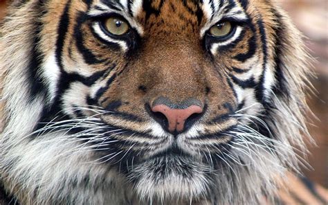 Bengal Tiger Wallpapers | Animals Library