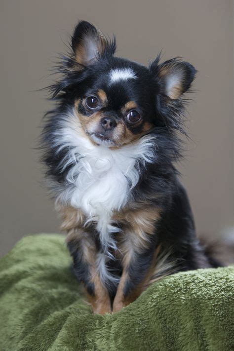 220 Animals - chihuahua ideas | chihuahua, chihuahua love, chihuahua ...