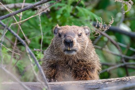 In Burrows Across the City, It's Groundhog Day Year Round - The New York Times