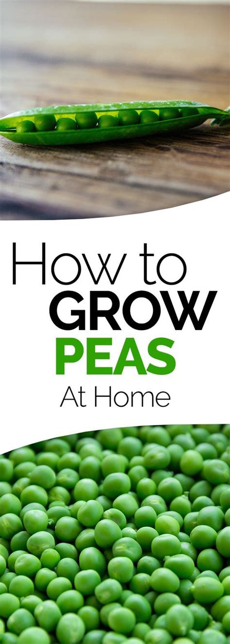 learn how to grow peas in your garden at home. These vegetable gardening tips for peas will have ...