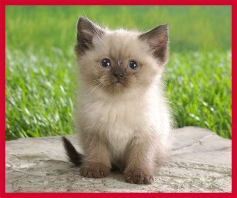 Have You Heard Of The Munchkin Cat/Kitten? Indian Trail Pet Sitter ...