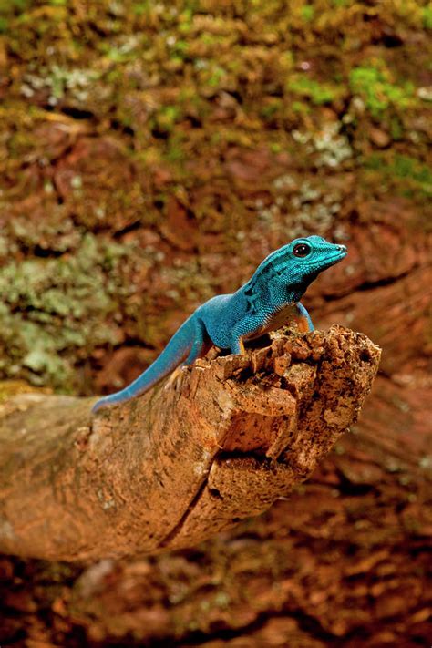 Electric Blue Day Gecko, Lygodactylus Photograph by David Northcott ...