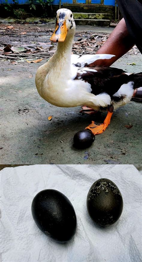 This duck laid two black eggs on two consecutive days - 9GAG