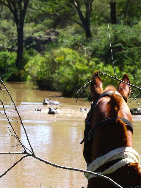 Hippos from horseback at Sosian, Laikipia, Kenya | Horses, Horse riding, Horseback